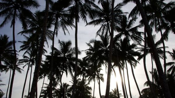 Nightlife in Bentota