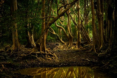 Black River Gorges National Park