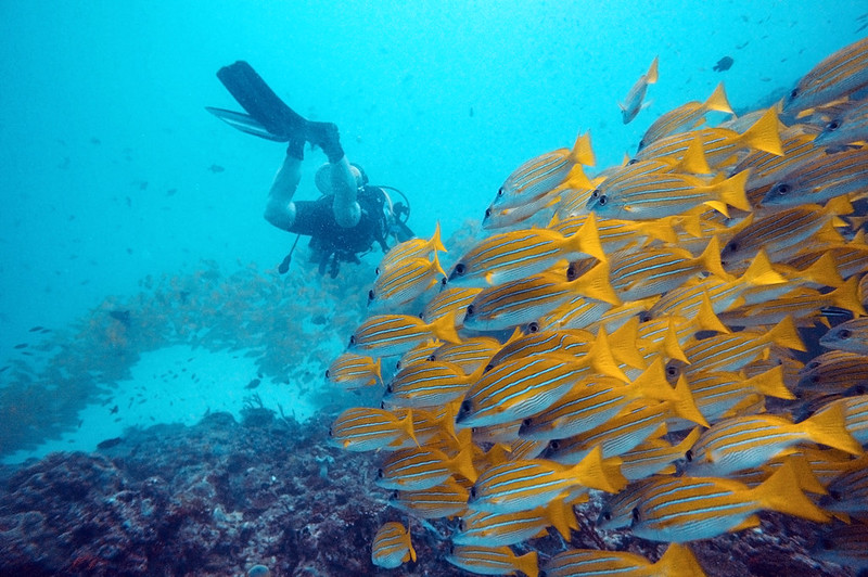 Maldives Diving