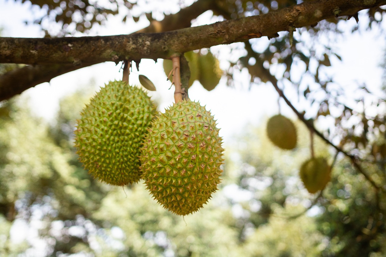 durian-fruit-6374300_1280