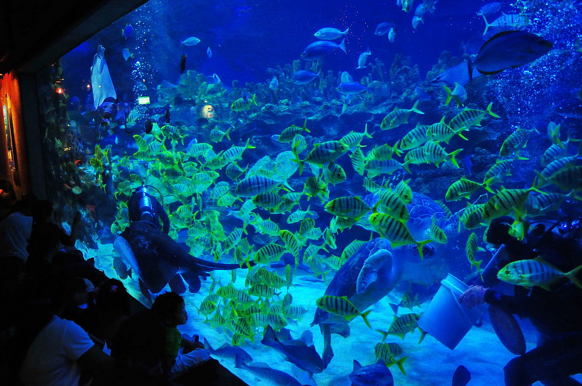 1200px-Aquaria_KLCC_fish_tank