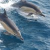 Dolphin Watching