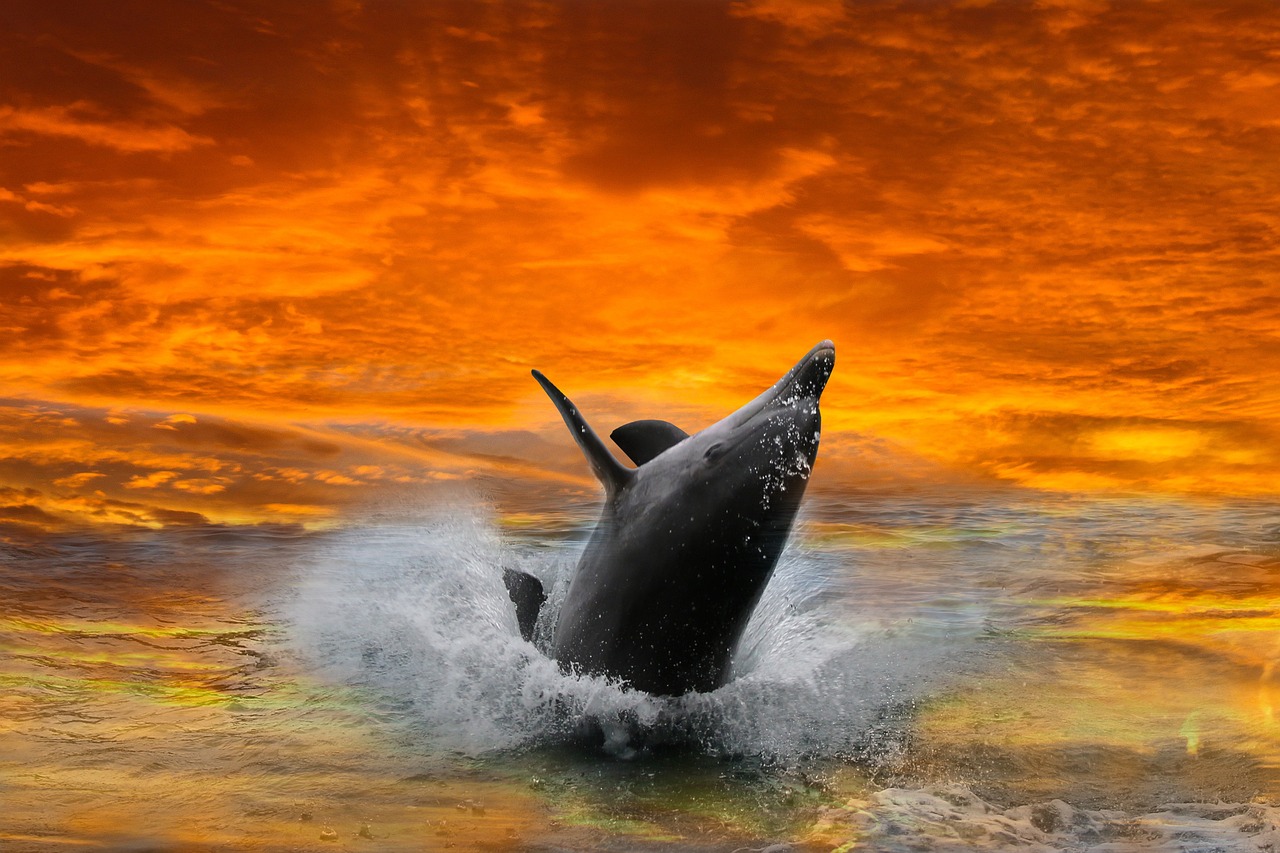 animals-4703964_1280