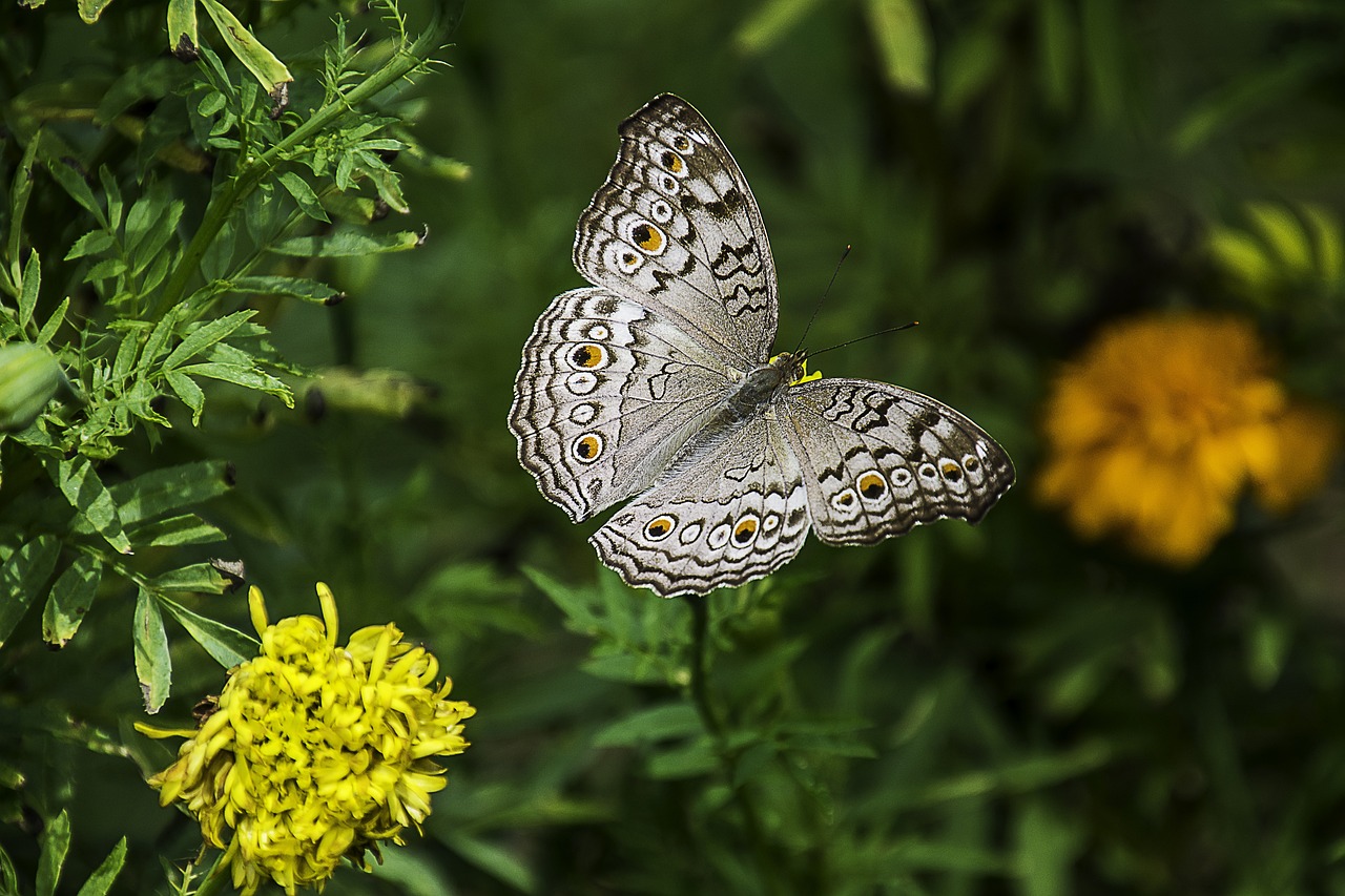 gray-pansy