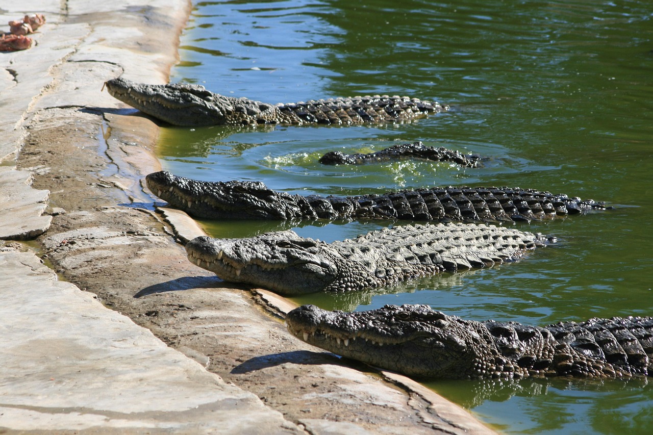 crocodiles-3489784_1280