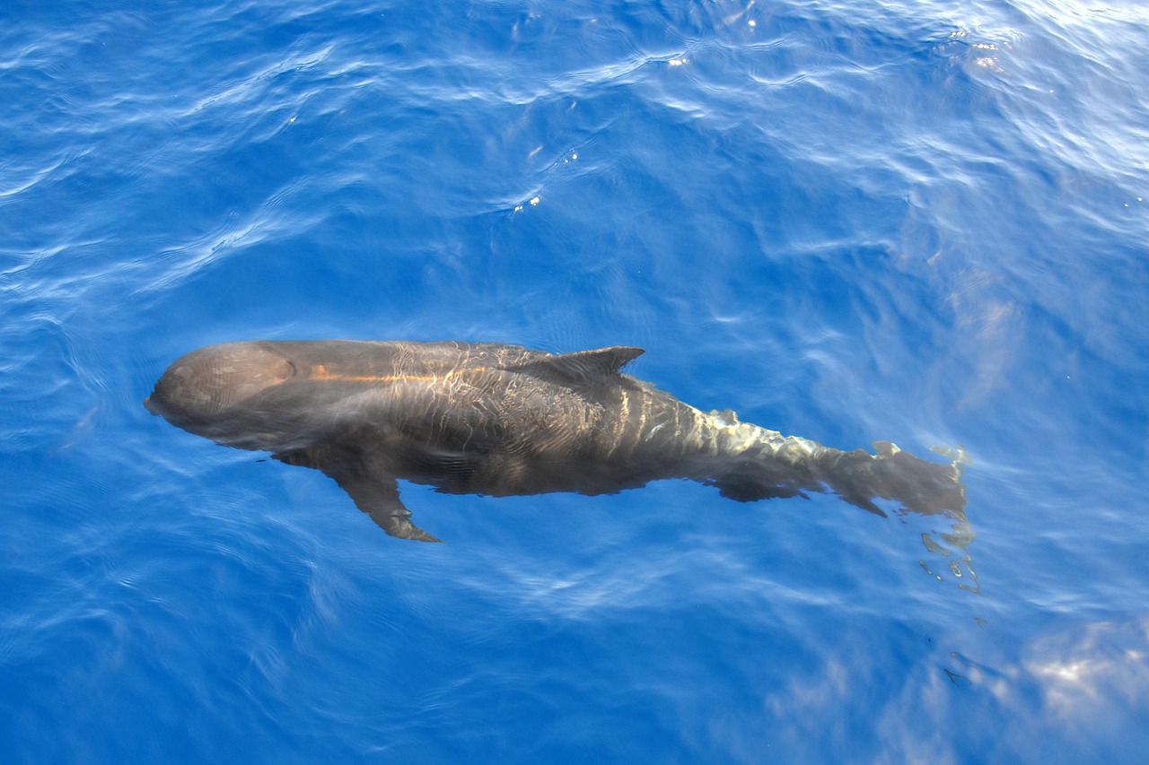 whale-2732566_1280