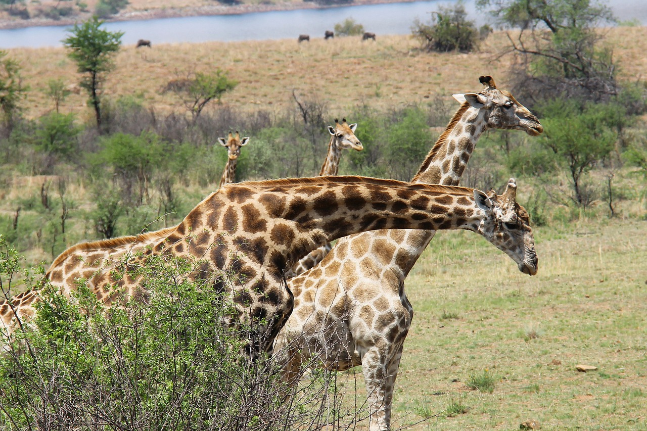 giraffes-1221538_1280