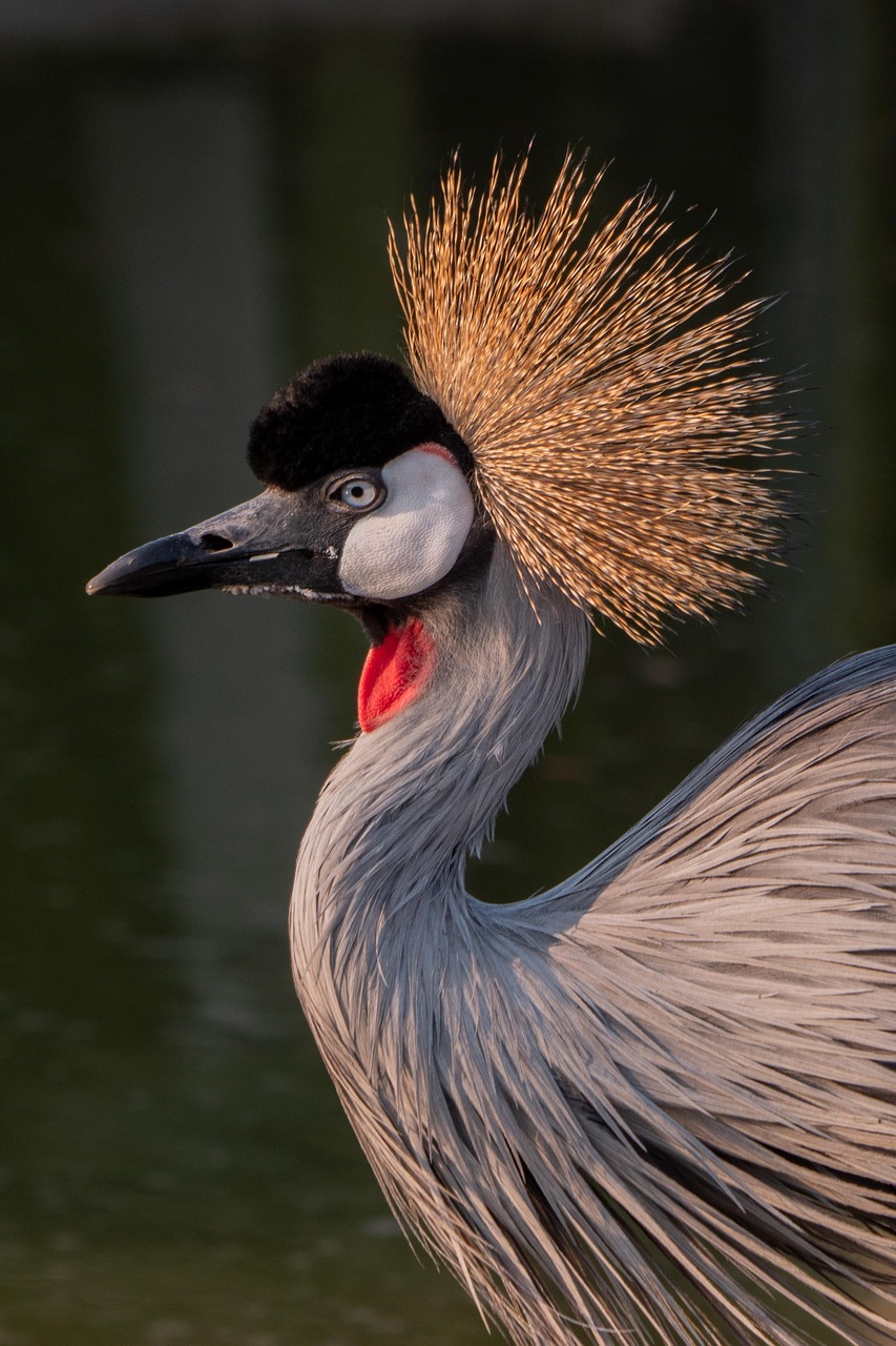hbieser-grey-crowned-crane-8246598_1280