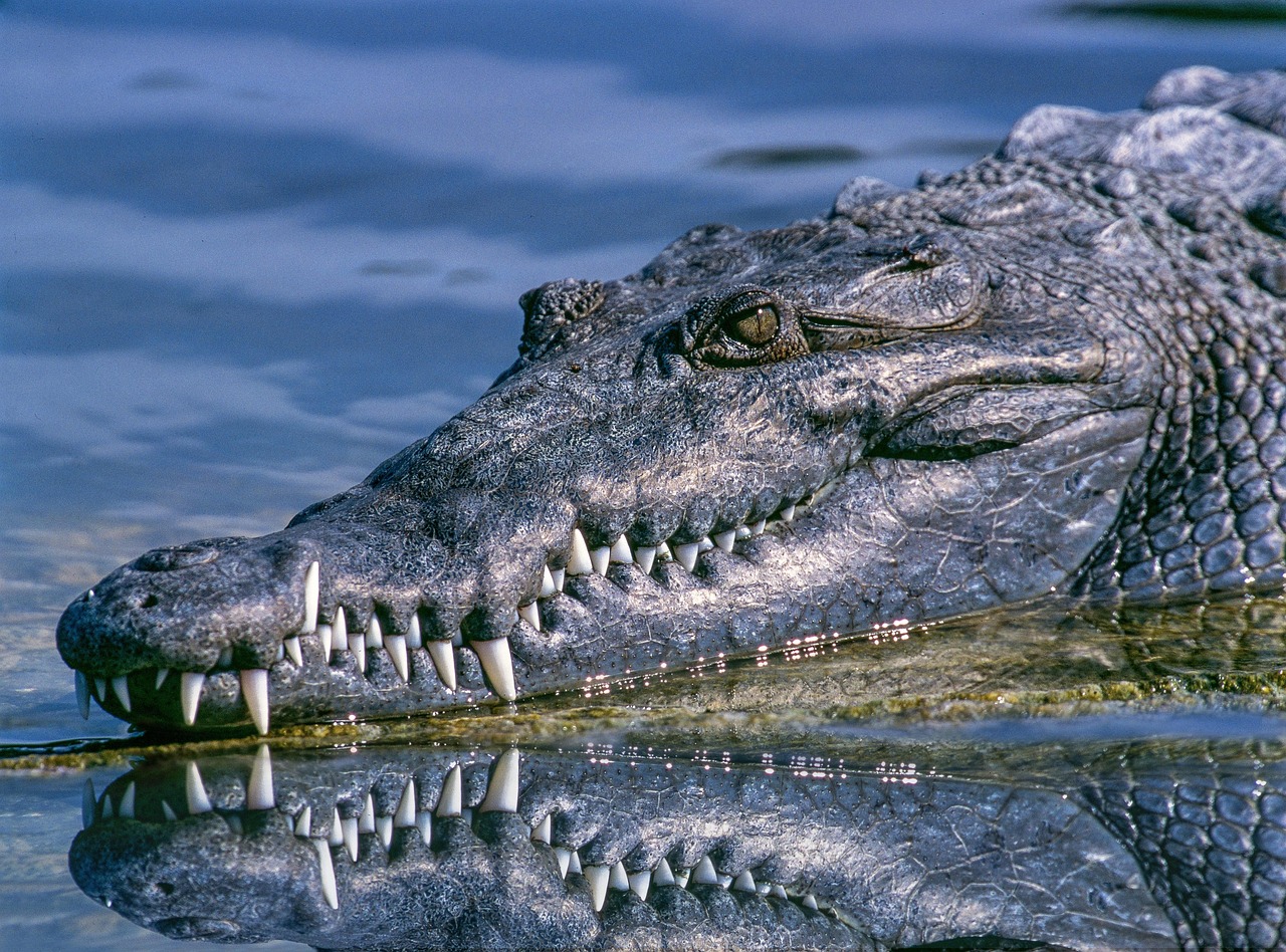 pexels-crocodile-1851313_1280
