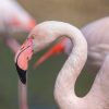 Wildlife Encounters in Abu Dhabi: From Gazelles to Flamingos