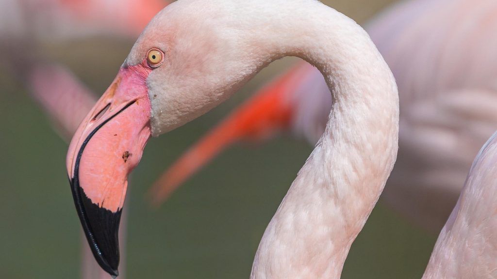Wildlife Encounters in Abu Dhabi: From Gazelles to Flamingos