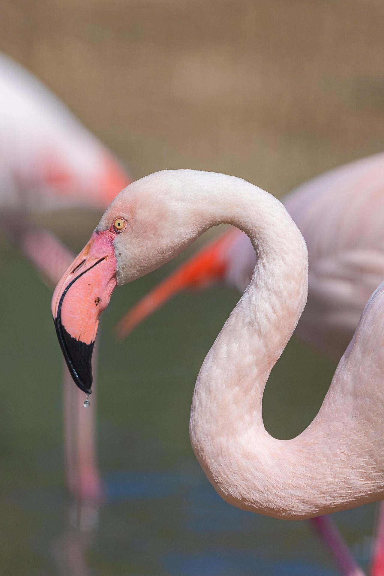 Wildlife Encounters in Abu Dhabi: From Gazelles to Flamingos