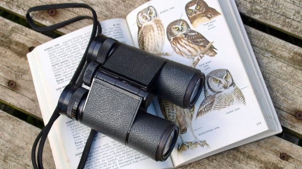 Bird Watching in Seychelles: Endemic Species and Nature Reserves