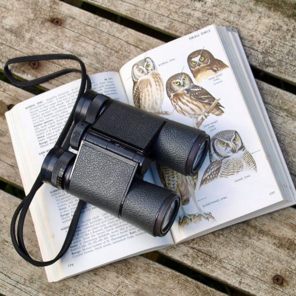 Bird Watching in Seychelles: Endemic Species and Nature Reserves