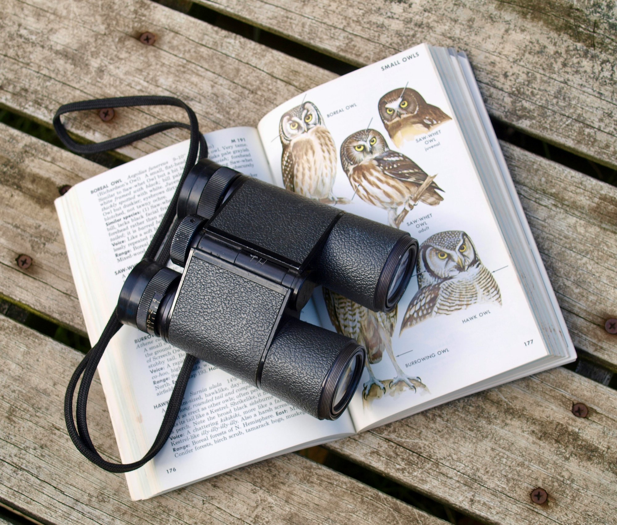 Bird Watching in Seychelles: Endemic Species and Nature Reserves