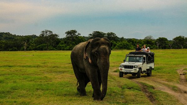 Sri Lanka's Wildlife: A Guide to the Island's Iconic Animals and National Parks
