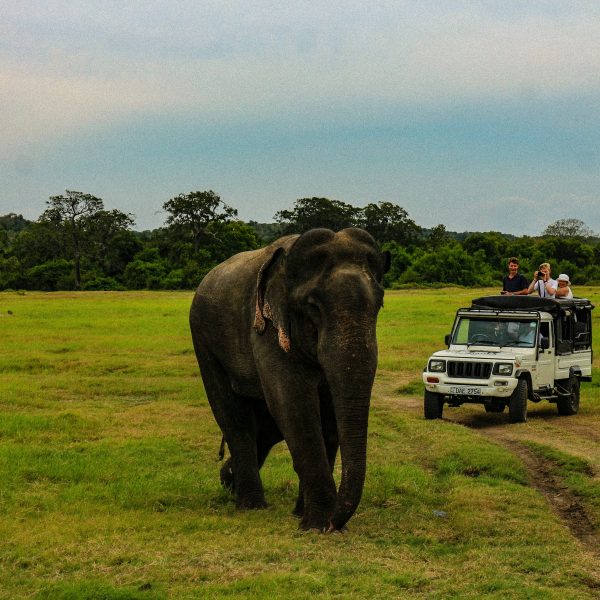 Sri Lanka's Wildlife: A Guide to the Island's Iconic Animals and National Parks