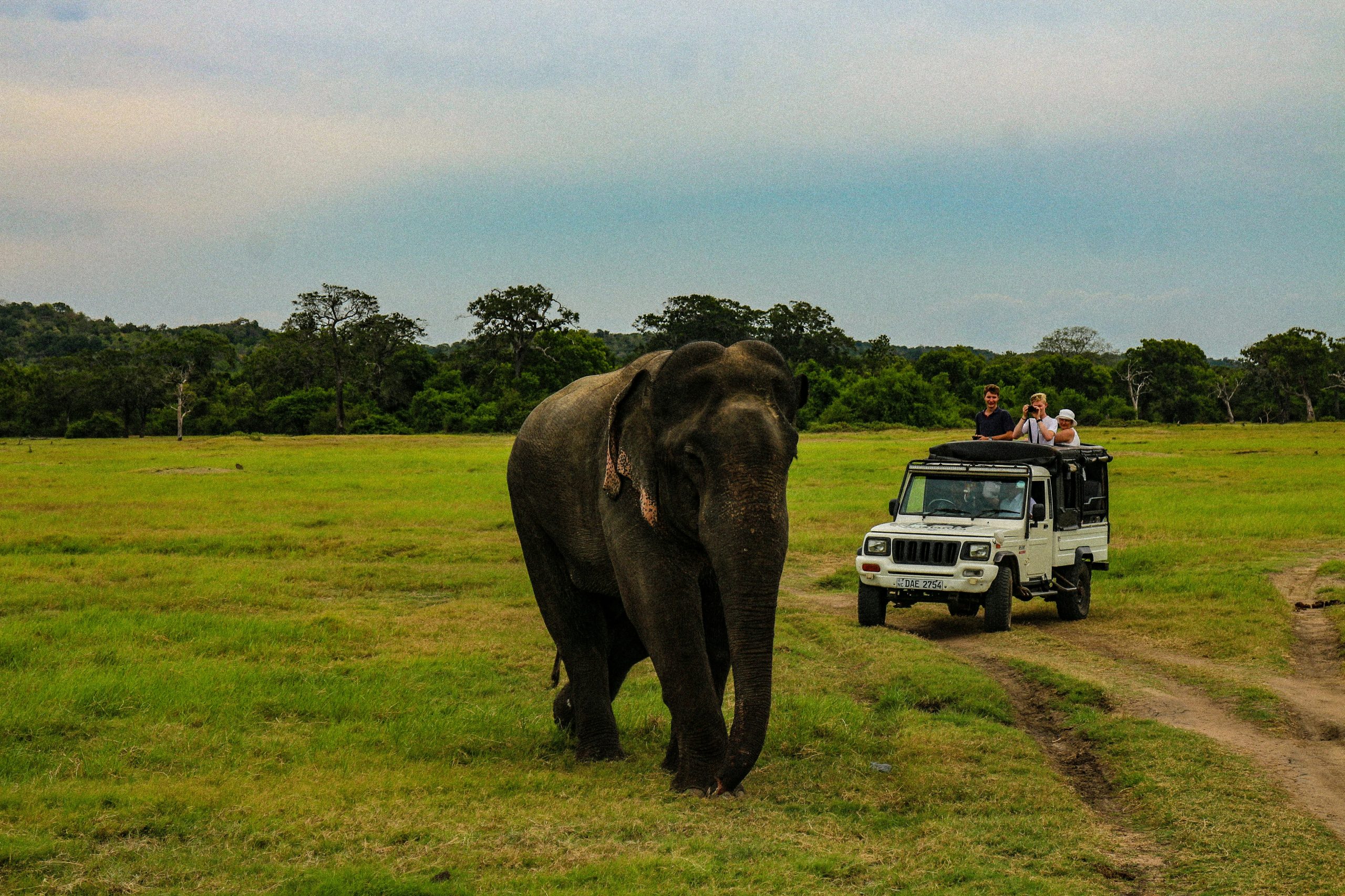 Sri Lanka's Wildlife: A Guide to the Island's Iconic Animals and National Parks