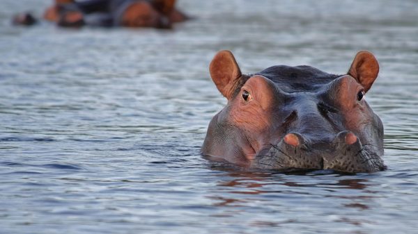 Complete Guide to Adventure Travel in Botswana
