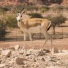 Why Sir Bani Yas Is an Ideal Destination for a Family Wildlife Adventure