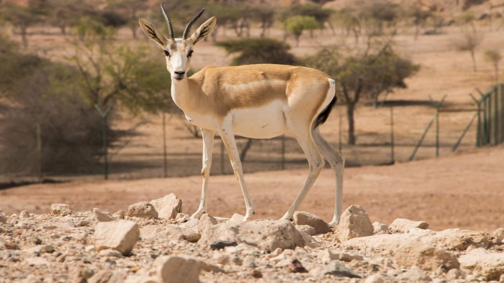 Why Sir Bani Yas Is an Ideal Destination for a Family Wildlife Adventure