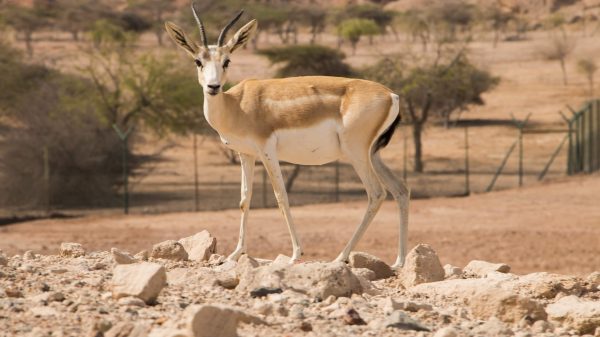 Why Sir Bani Yas Is an Ideal Destination for a Family Wildlife Adventure