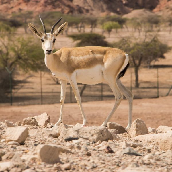 Why Sir Bani Yas Is an Ideal Destination for a Family Wildlife Adventure