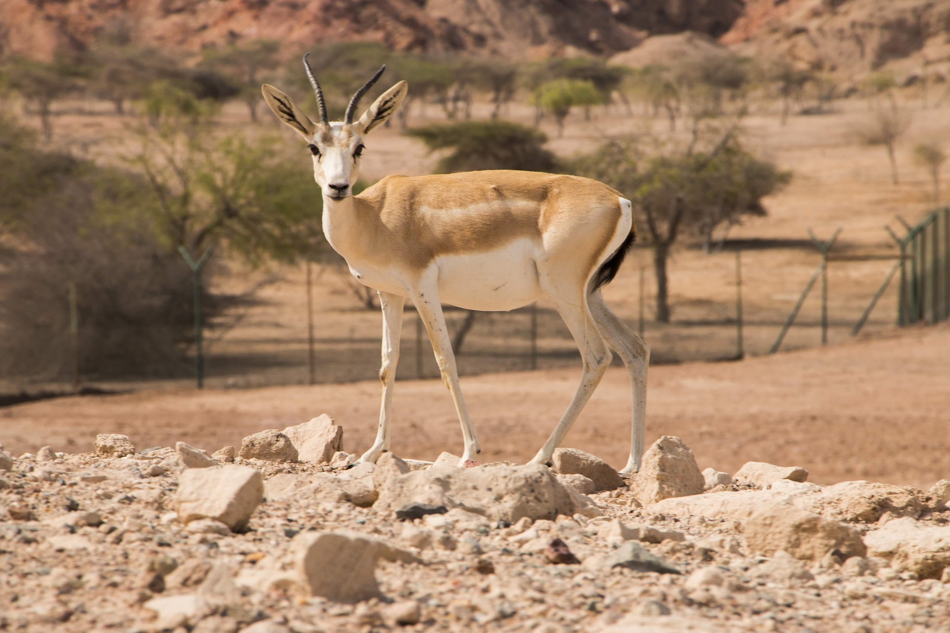 Why Sir Bani Yas Is an Ideal Destination for a Family Wildlife Adventure