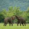 A Guide to Ethical Elephant Experiences Around Sigiriya