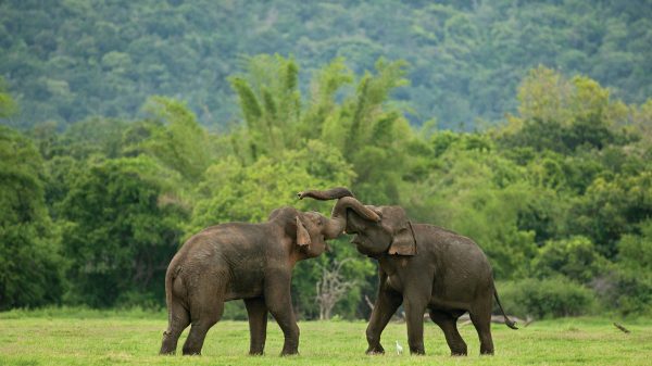 A Guide to Ethical Elephant Experiences Around Sigiriya