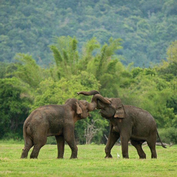 A Guide to Ethical Elephant Experiences Around Sigiriya