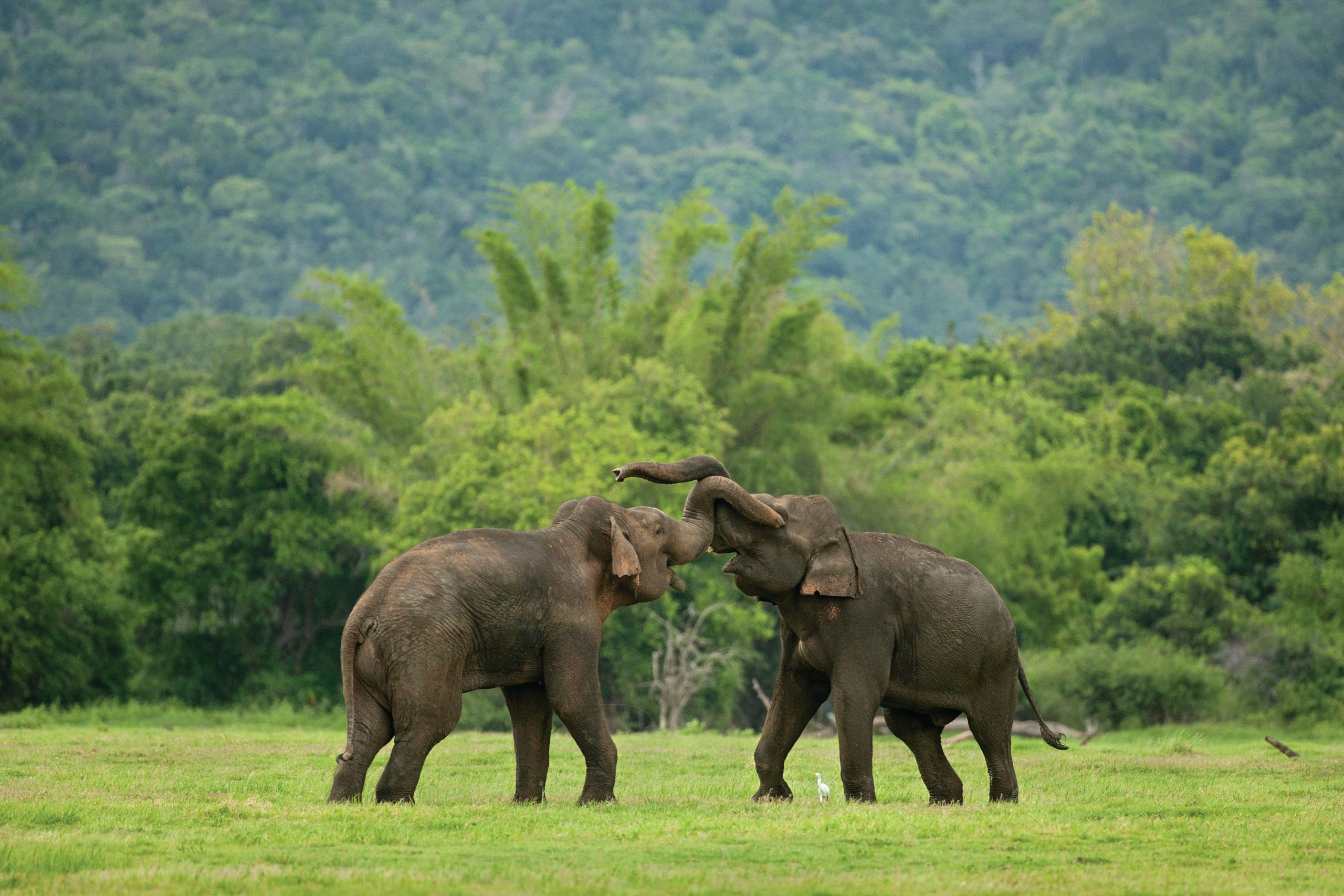 A Guide to Ethical Elephant Experiences Around Sigiriya
